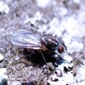 Anthomyia