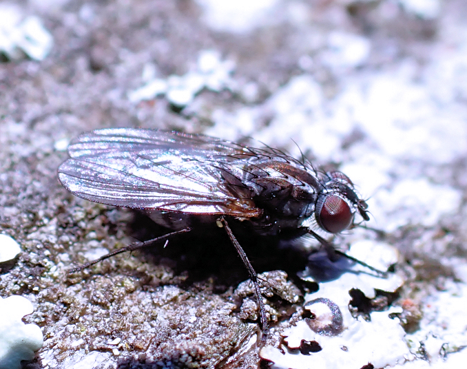 Genus Anthomyia