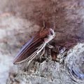 Buprestis striata