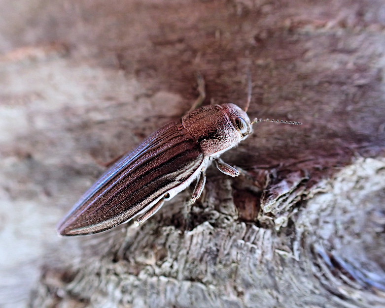 Buprestis striata (Striated Jewel Beetle)