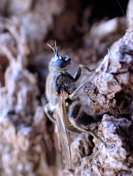 Brachypalpus oarus (Eastern Catkin Fly)