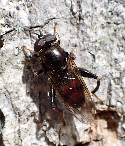 Chalcosyrphus libo (Long-haired Forest Fly)