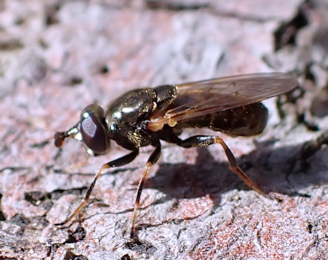 Lejota aerea (Golden Trunksitter)