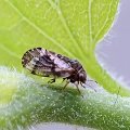 Pachypsylla