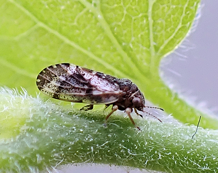 Genus Pachypsylla (Hackberry Gall Psyllids)