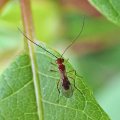 Phaenocarpa