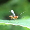 Phaenocarpa
