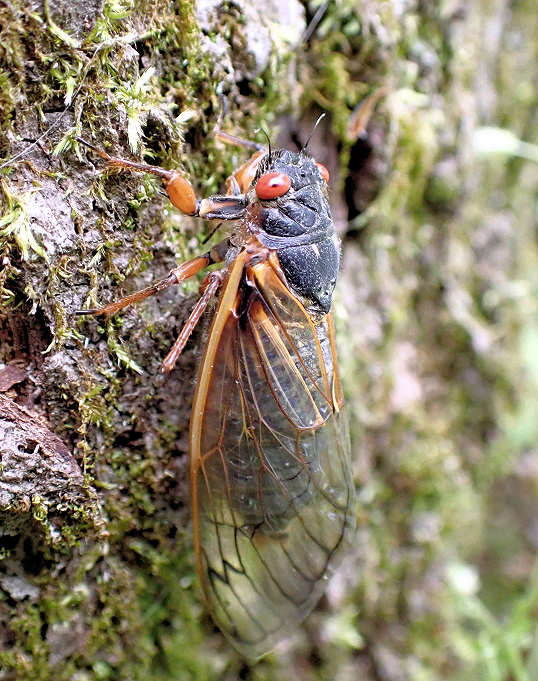 Magicicada septendecim (Pharaoh Cicada)