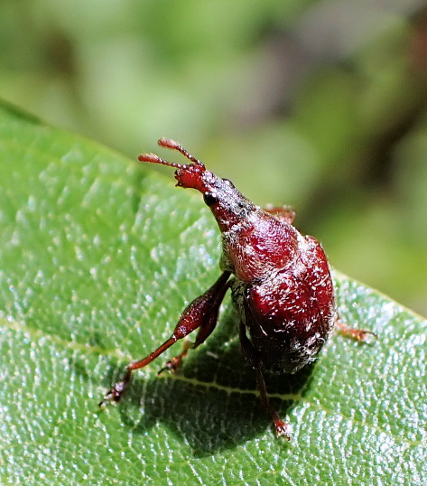 Himatolabus pubescens (Pubescent Leaf-rolling Weevil)