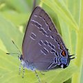 Satyrium calanus