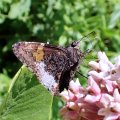 Cecropterus lyciades