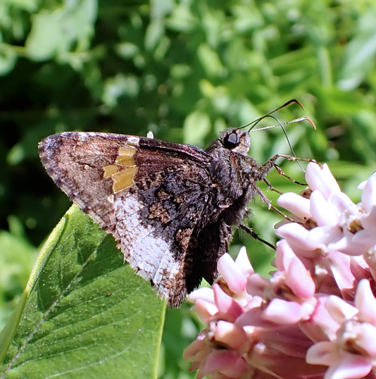 Cecropterus lyciades (Hoary Edge)