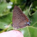 Satyrium edwardsii