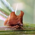 Entylia carinata