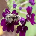 Eristalinus aeneus
