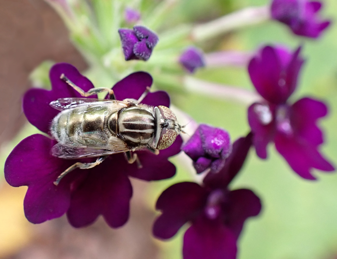 Eristalinus aeneus (Common Lagoon Fly)