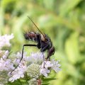 Tachinidae