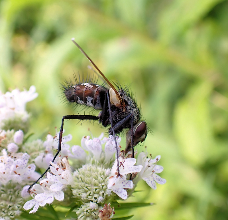 Family Tachinidae (Bristle Flies)