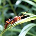 Trogomorpha trogiformis