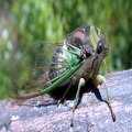Neotibicen tibicen