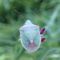 Thyanta custator